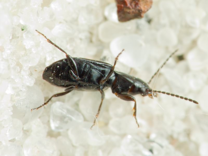 Acupalpus exiguus Dejean, 1829